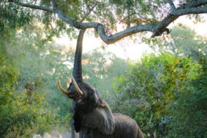 chongwe river camp elephant reaching