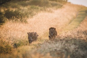 dinaka lions walking on road
