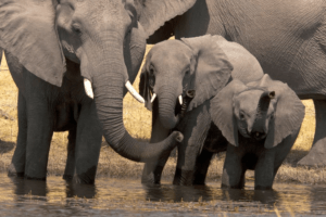 herd of elephants botswana