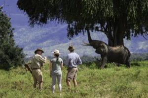 johns camp mana walking safari elephant