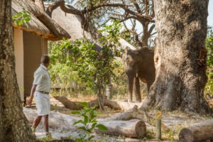 kwando lagoon camp elephant camp