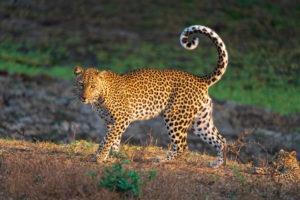 leopard luangwa zambia photo safari