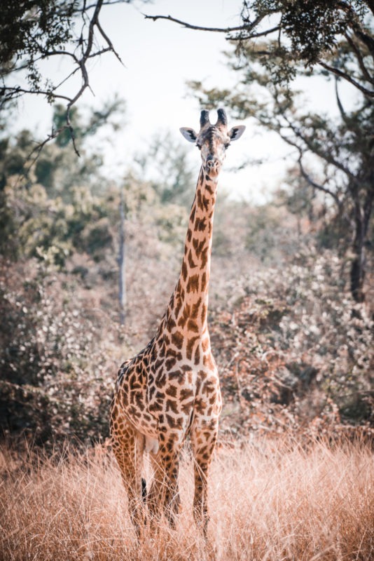 luambe camp giraffe