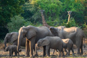 luangwa valley zambia gesa frank safari guides