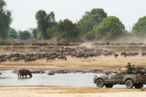 mwamba luangwa game drive buffalo