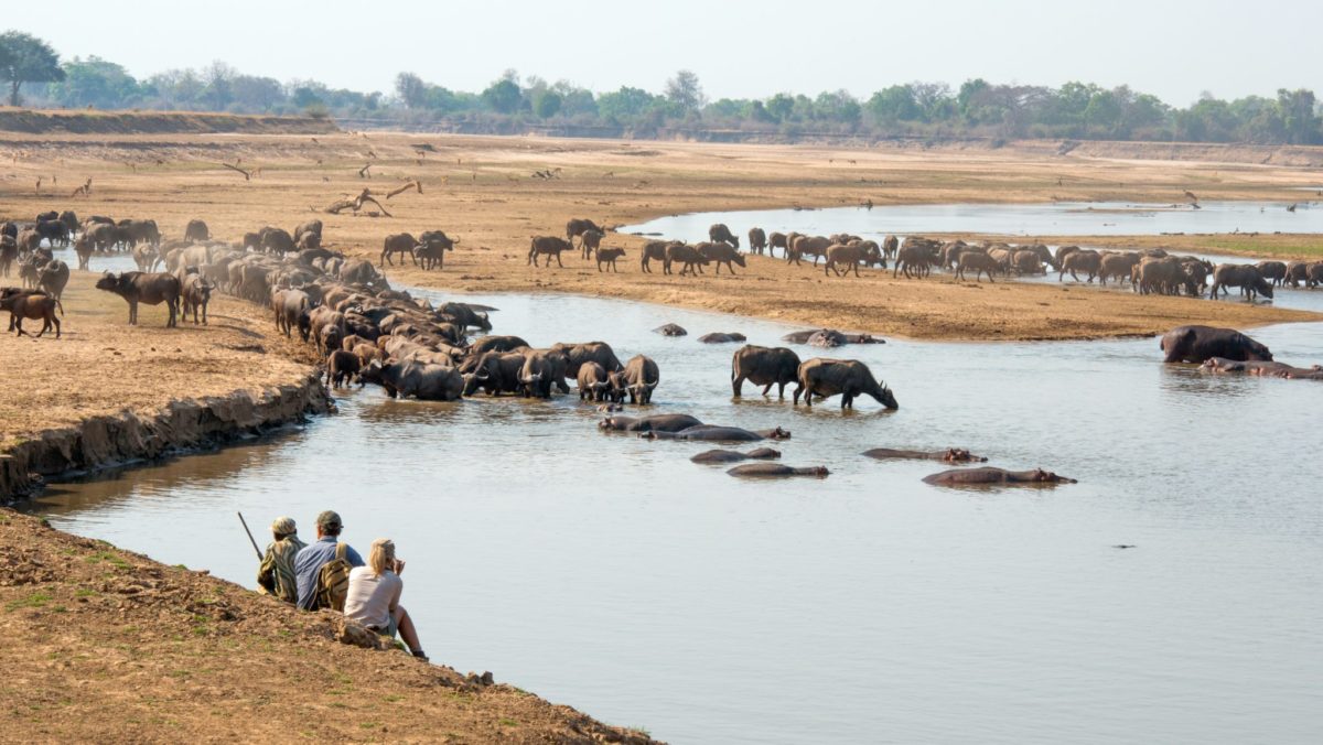 mwamba luangwa walking safari buffalo