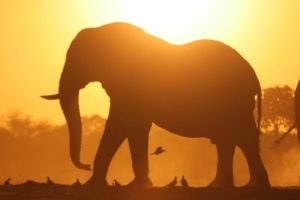 okavango delta bush skills training elephant sunset