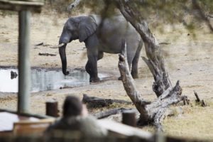 savuti safari lodge elephant