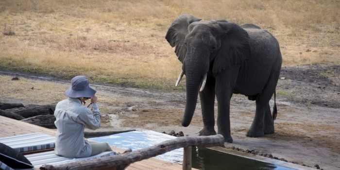 somalisa expeditions hwange elephant pool