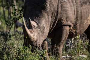 Blog Reto Rhino