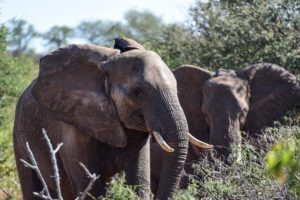 Kruger-Elephant-South-Africa