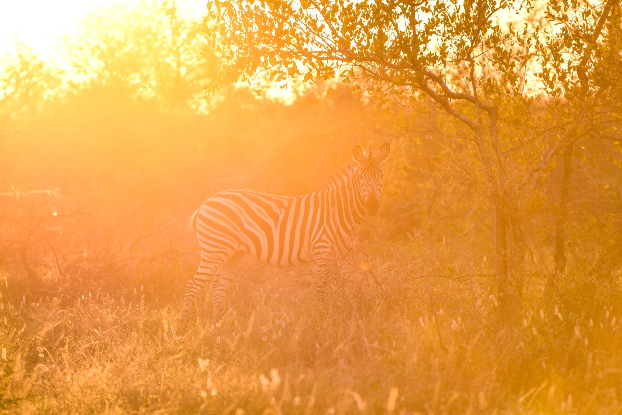 Zebra-Kruger-Sunset