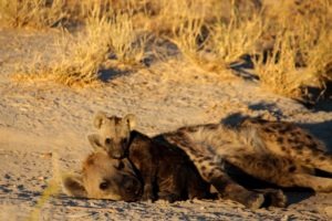 Northen Botswana Khwai Hyena Cub Safari Wildlife