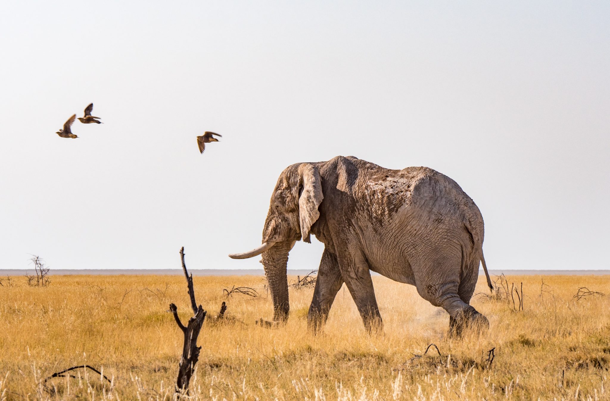 Northen Namibia etosha big five elephant