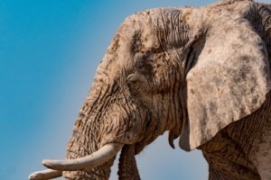 Northen namibia etosha elephant game viewing