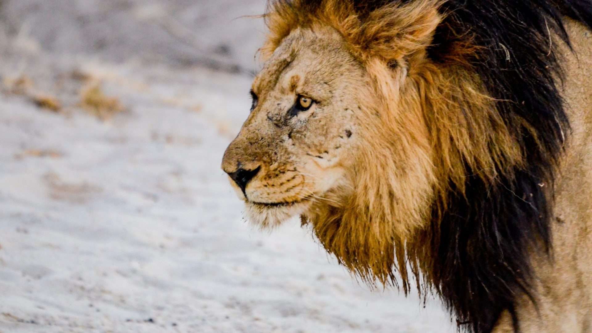 Northern Botswana Chobe Big Five Lion