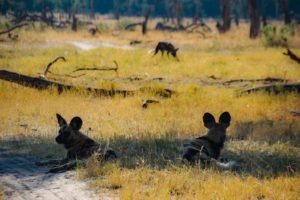 Northern Botswana Khwai Wilddogs
