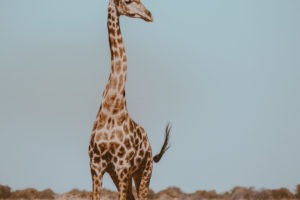 Northern Namibia Etosha giraffe frank and gesa photography
