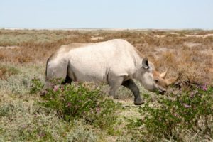 Northern Namibia Rhino Etosha