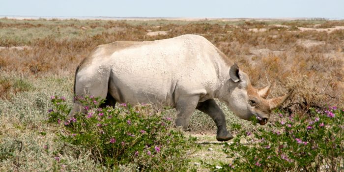 Northern Namibia Rhino Etosha