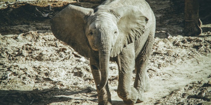 South Africa Training baby elephant 1