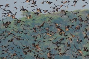 Zambia Kasanka bat migration