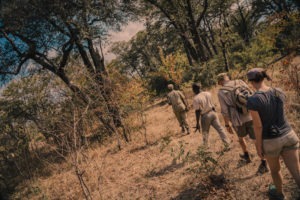 Zambia luangwa valley kafunta walking safari