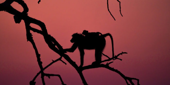 baboon chobe sunset photosafari