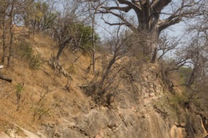 camp chitake mana pools baobab