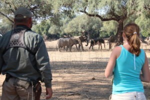 camp zambezi mana pools walking elephants