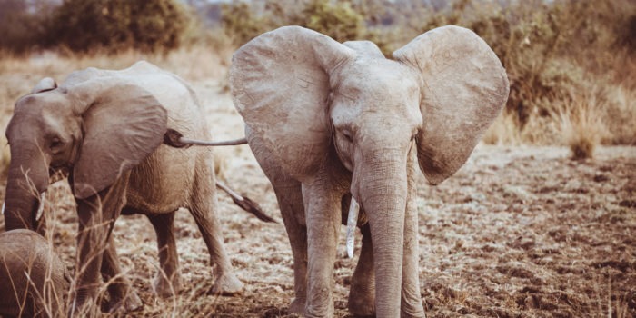 elephant luangwa zambia herd
