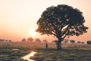gesa luambe zambia sunset under tree