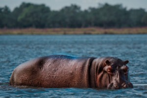 hippo lower zambezi