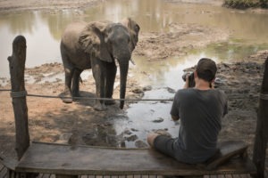 kanga camp mana pools elephant guest