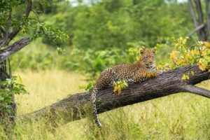 khwai leopard on fallen tree