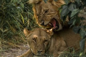 khwai lions mating
