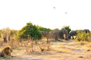 lion savuti elephants botswana 1