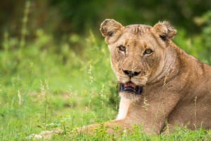 lion timbavati female