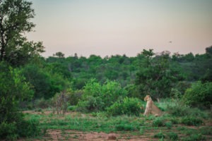 lion timbavati green landscape
