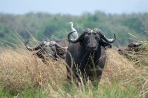 lower zambezi tusk and mane buffalo