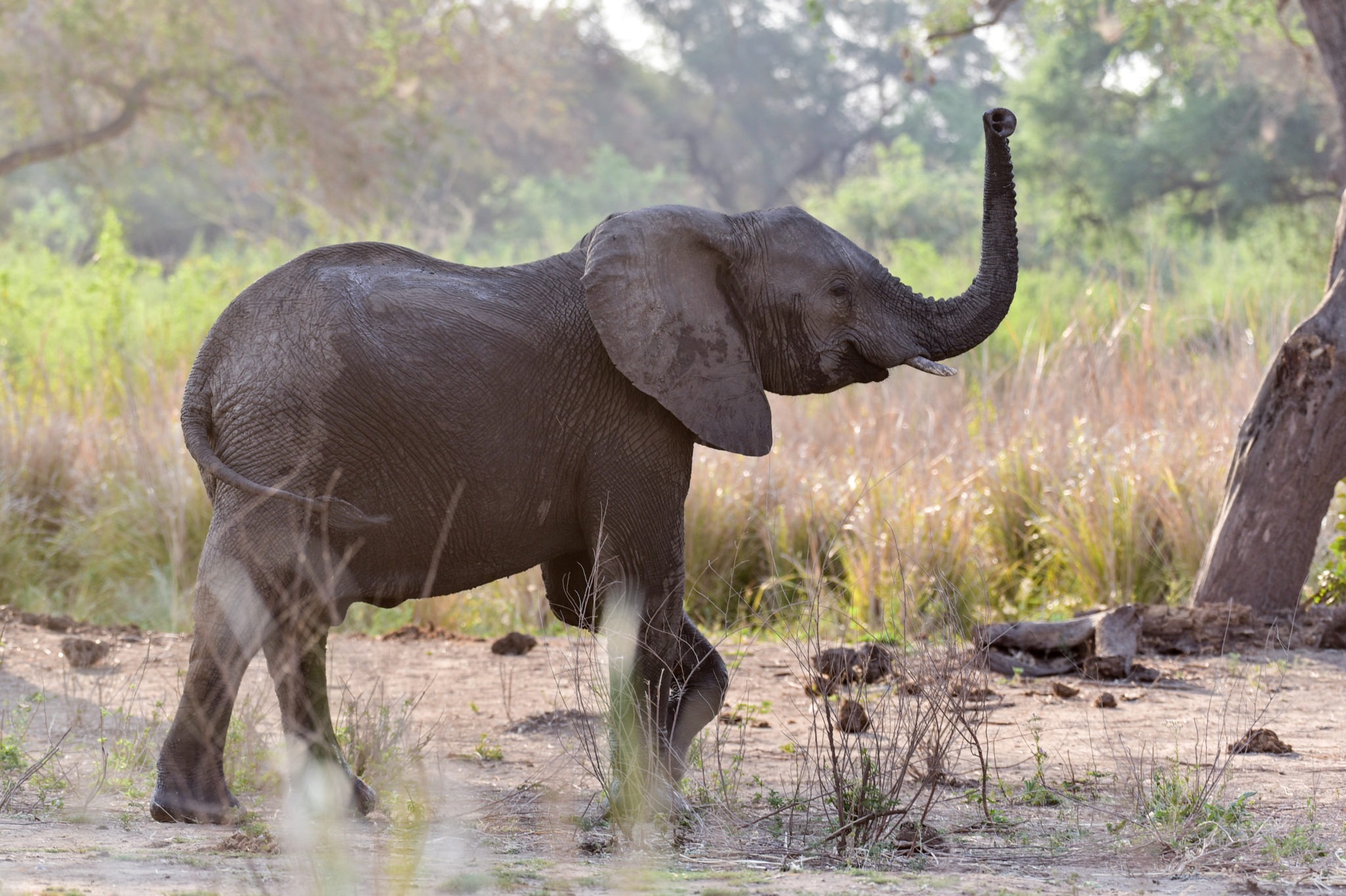 lower zambezi tusk and mane elephant