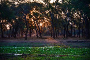 lower zambezi tusk and mane sunset