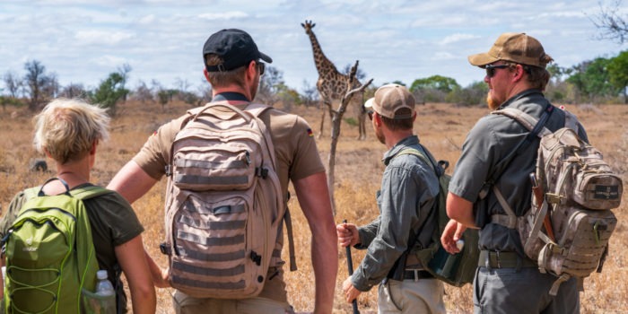 lowveld trails timbavati giraffe guests walking