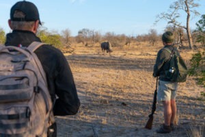 lowveld trails timbavati rhino walking guests