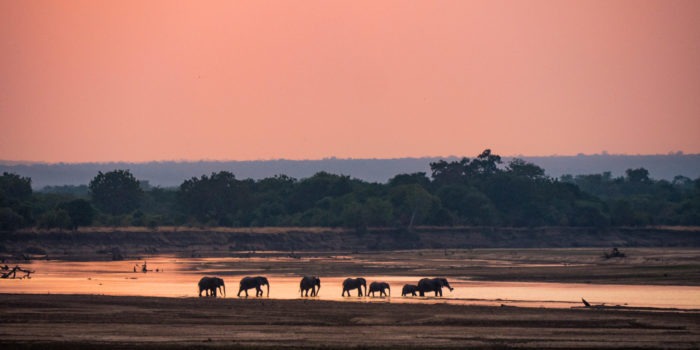 luangwa zambia elephants