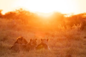 nxai pan three lions sunrise