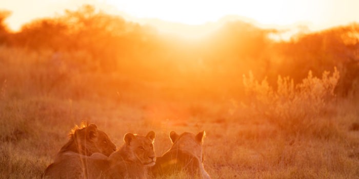 nxai pan three lions sunrise