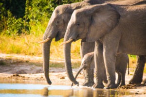 savuti elephants drinking baby