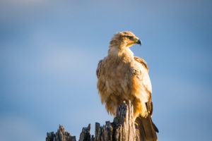 savuti tawny eagle bird