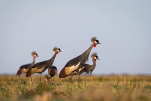 west zambia liuwa plains wildlife photography birding safari